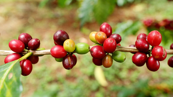 The ripeness of the coffee cup