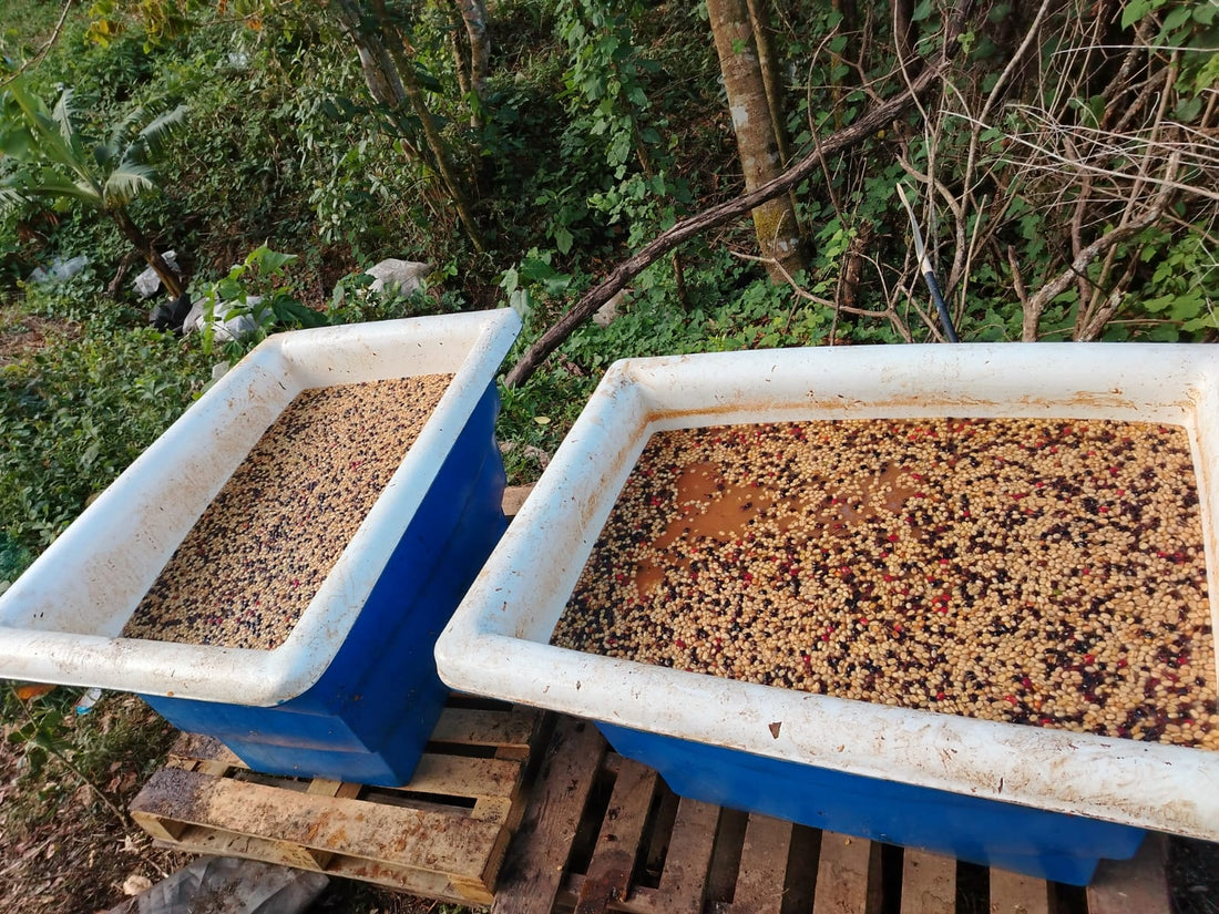 Graciano Cruz Geisha No. 1