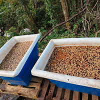 Graciano Cruz Geisha No. 1