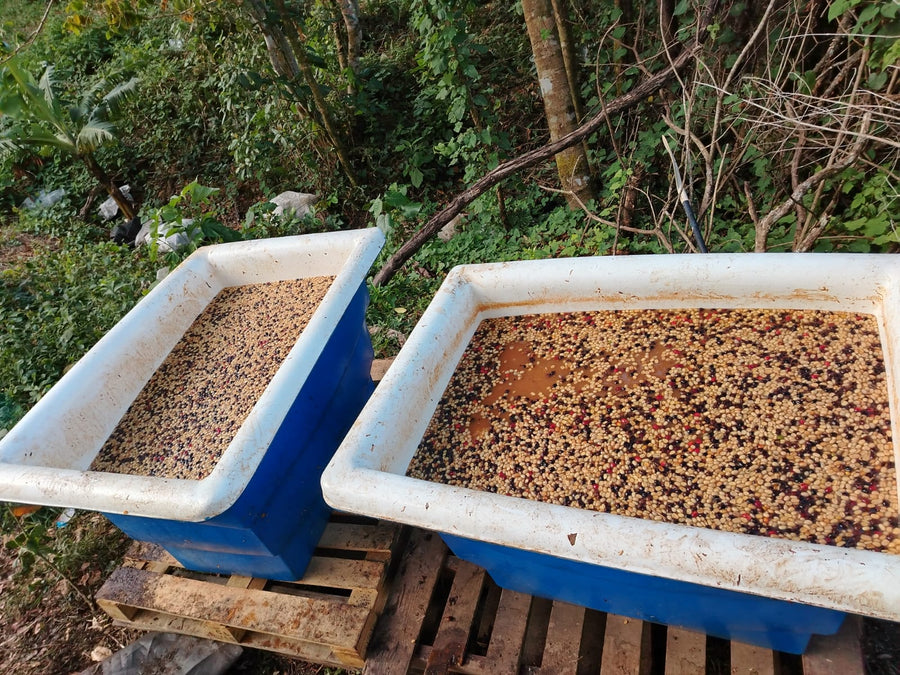 Graciano Cruz Geisha No. 1