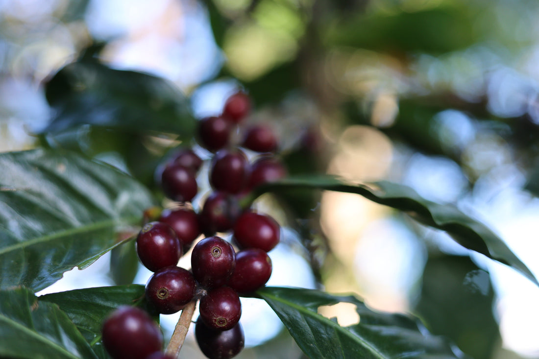 Graciano Cruz Geisha No. 1