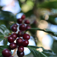 Graciano Cruz Geisha No. 1