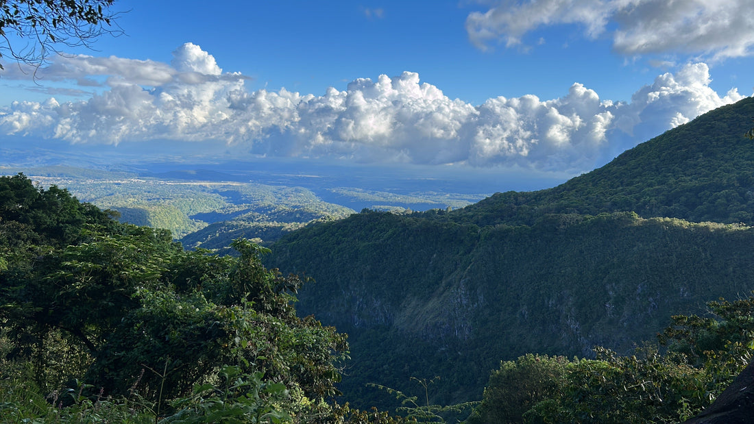 Graciano Cruz Geisha No. 1
