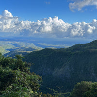 Graciano Cruz Geisha No. 1