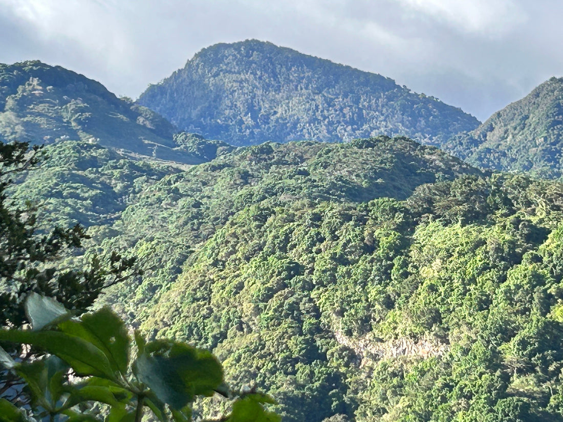 Graciano Cruz Geisha No. 1