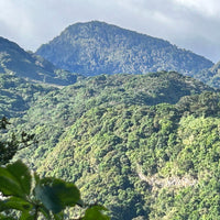 Graciano Cruz Geisha No. 1