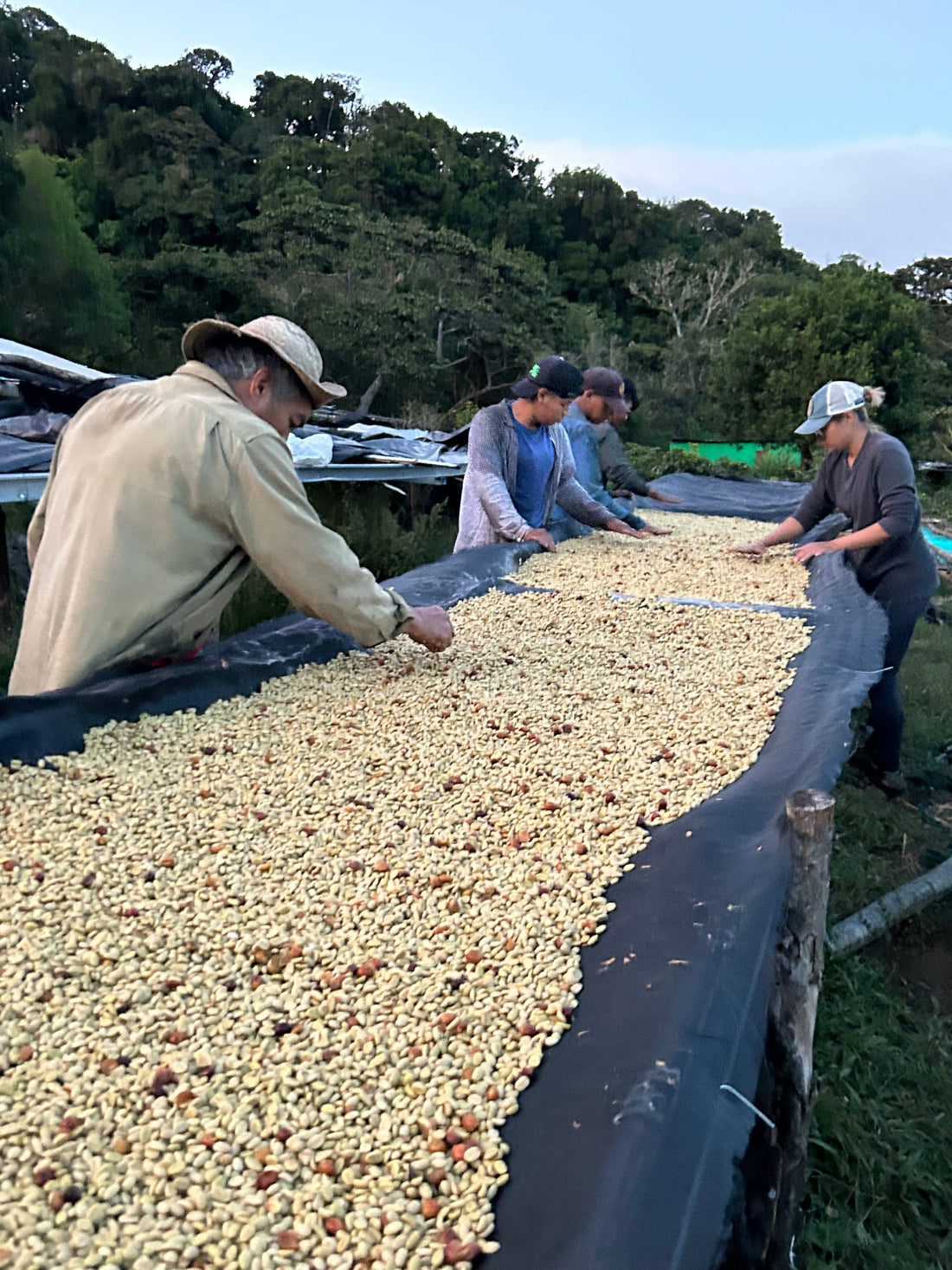 Graciano Cruz Geisha No. 1