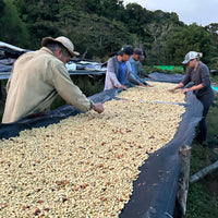 Graciano Cruz Geisha No. 1