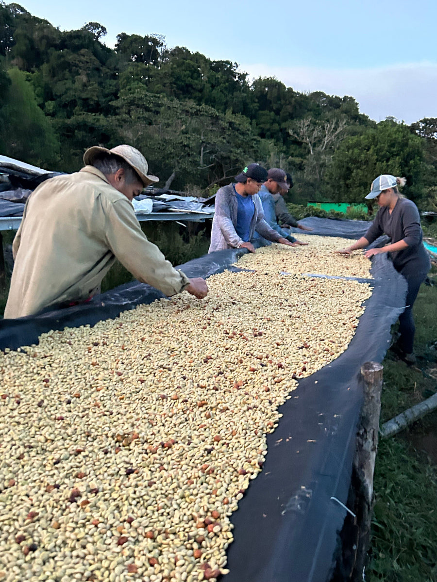 Graciano Cruz Geisha No. 1